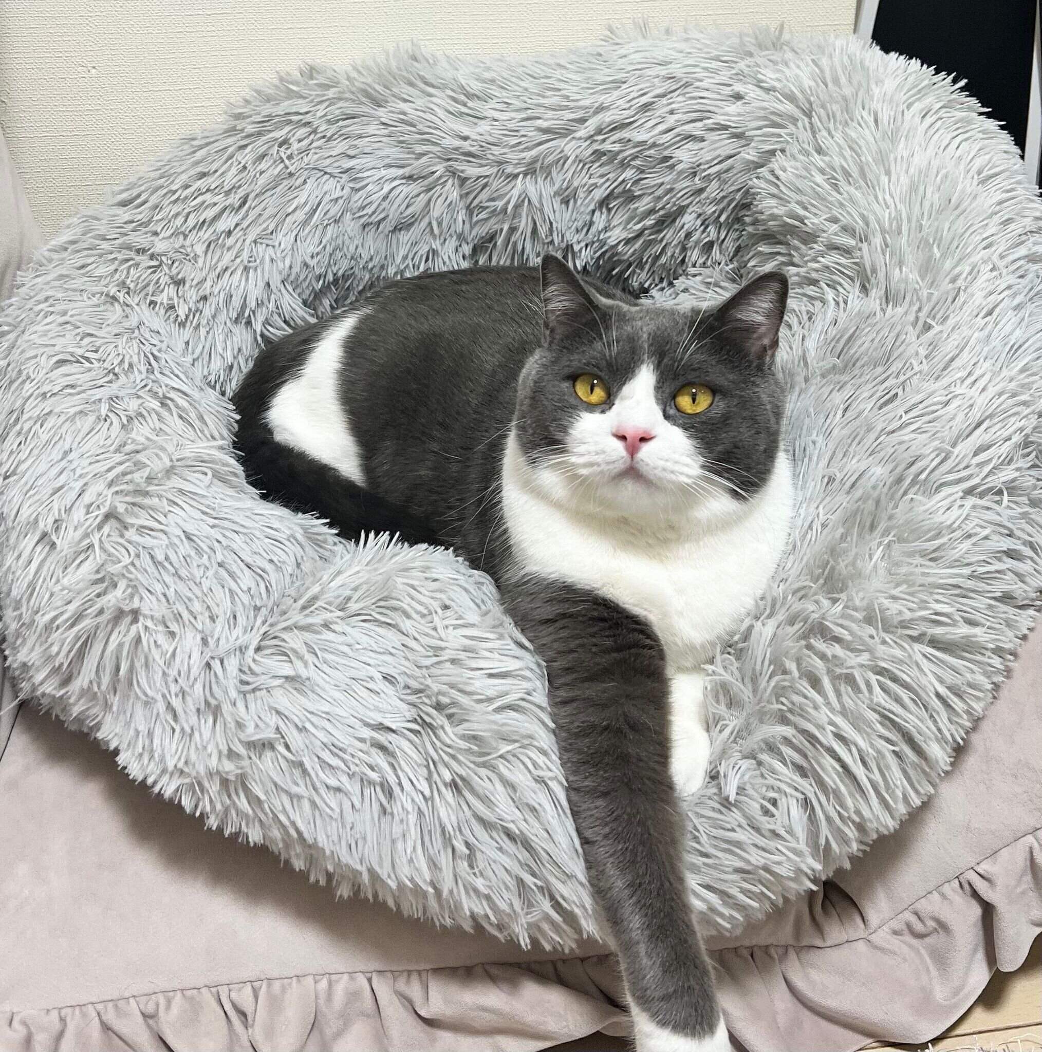 くつろぐおにぎりくん