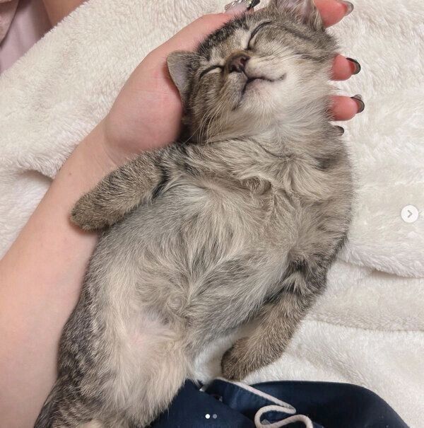 熟睡するとろろちゃん