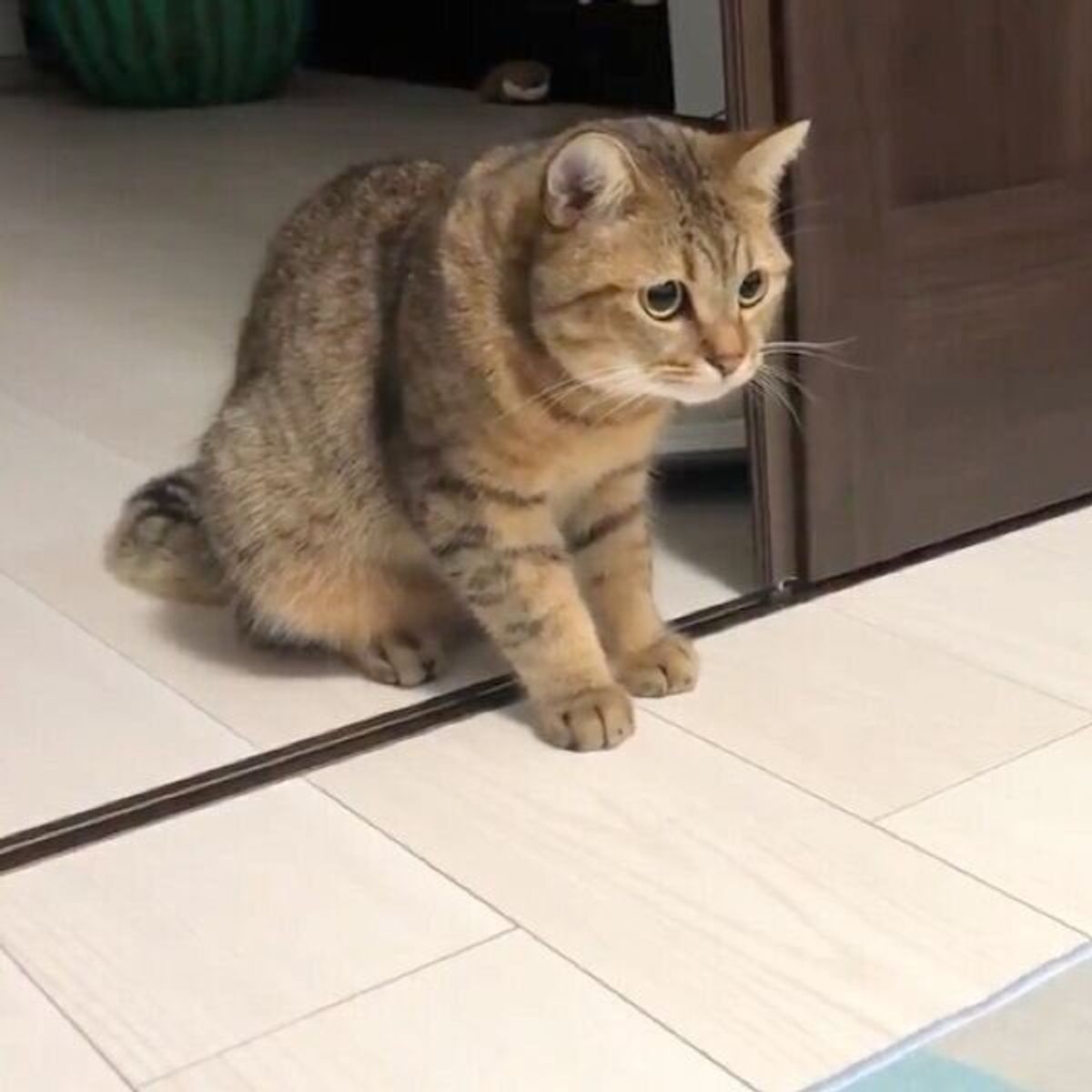 背後にあるモップに気づいた猫 びっくりした結果 猫パンチで八つ当たり をしてしまう ねこのきもちweb Magazine 背後にあるモップに気づいた猫 びっくりした結果 猫パンチで八つ当たり をしてしまう ねこのきもちweb Magazine