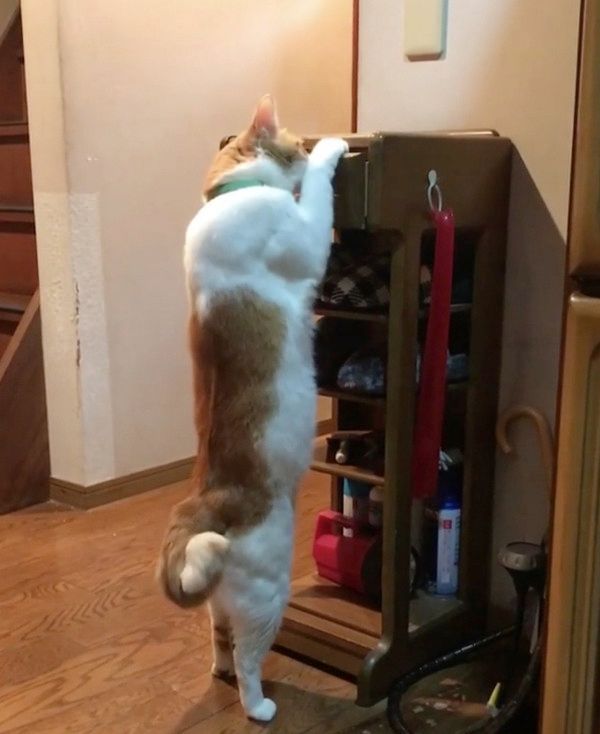 筋肉ムキムキな猫