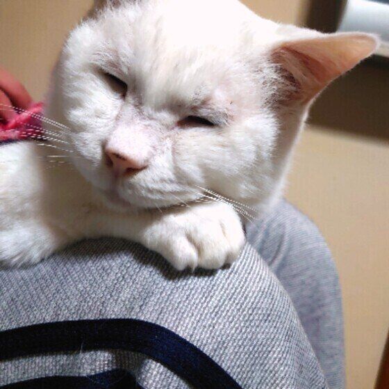 膝の上でくつろぐ白猫