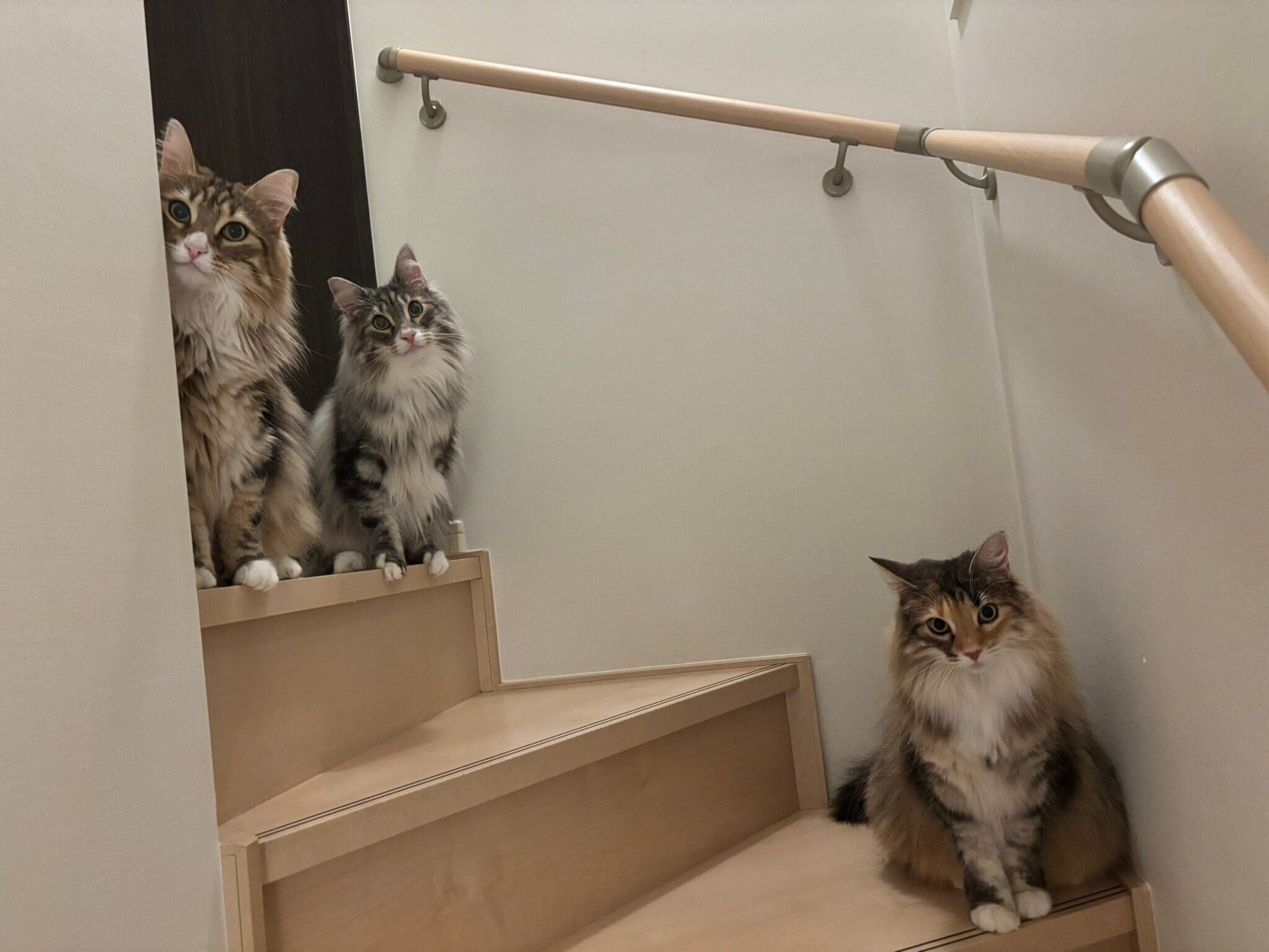 3匹のノルウェージャンフォレストキャット