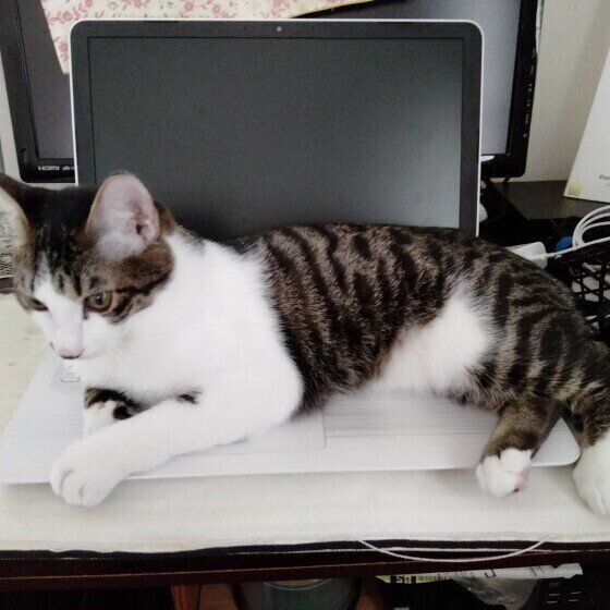 パソコンに乗る猫