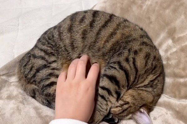 「アンモニャイト」の体勢で眠るもなちゃん