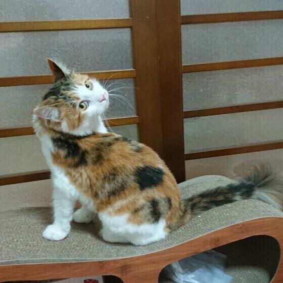 メインクーンのヒメちゃん