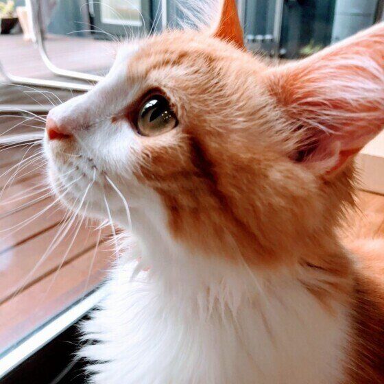 見上げるマンチカン