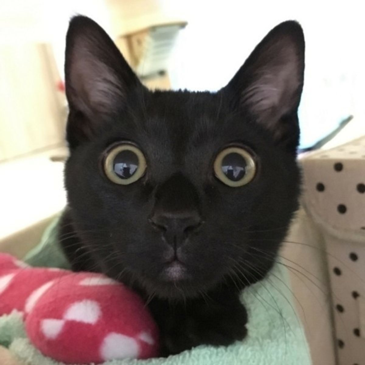 黒猫にズーム 本当の黒猫の性格って 写真撮影も成功させよう ねこのきもちweb Magazine 黒猫にズーム 本当の黒猫の性格って 写真撮影も成功させよう ねこのきもちweb Magazine