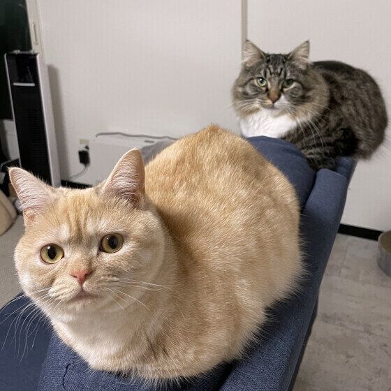 マンチカンのつむぎちゃんたち♪