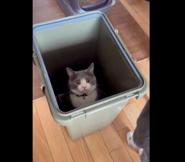 ゴミ箱の中に入るしらたまくん