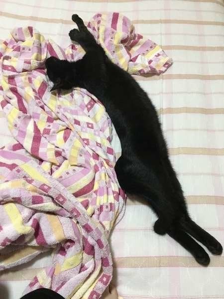 のびのび寝する猫（MIX）