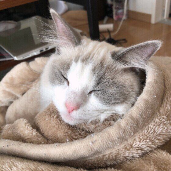 毛布にくるまったラグドール