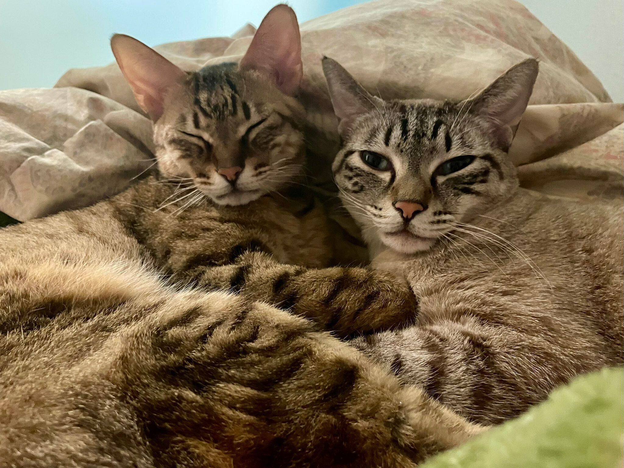 体を寄せ合う2匹の猫
