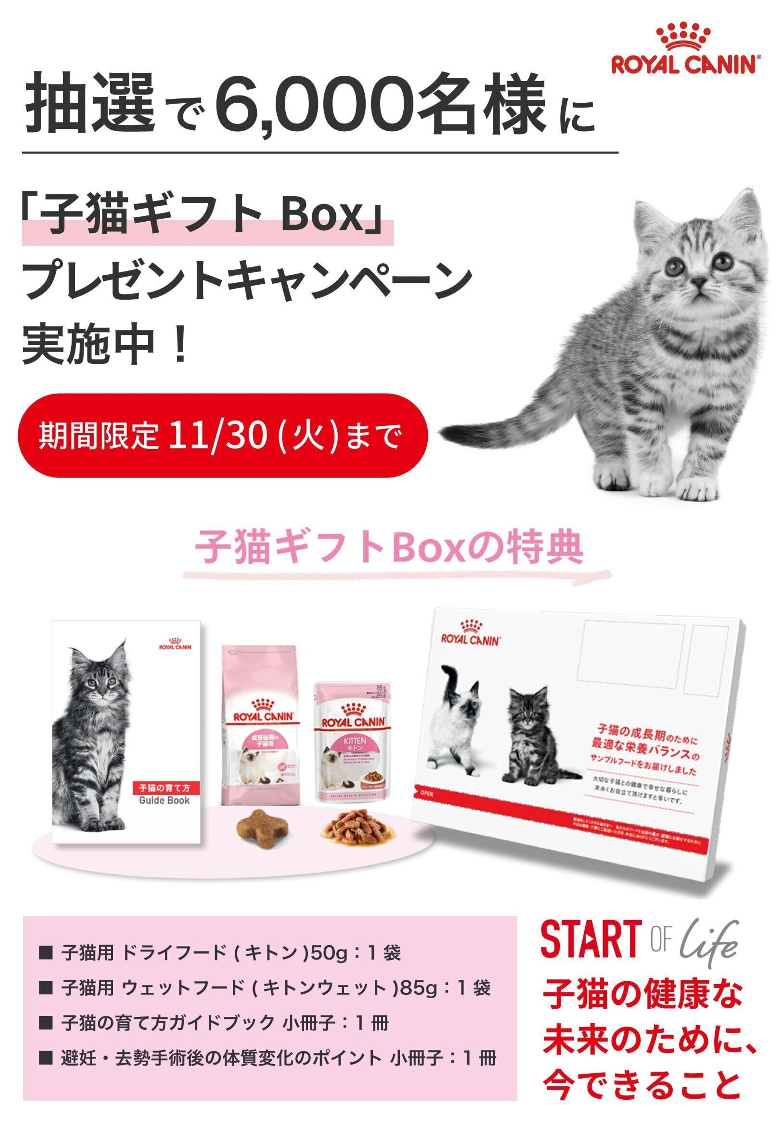 Pr 無料プレゼント 子猫のために 今必要なもの が詰まったギフトboxを抽選で6 000名様に ねこのきもちweb Magazine Pr 無料プレゼント 子猫のために 今必要なもの が詰まったギフトboxを抽選で6 000名様に ねこのきもちweb Magazine