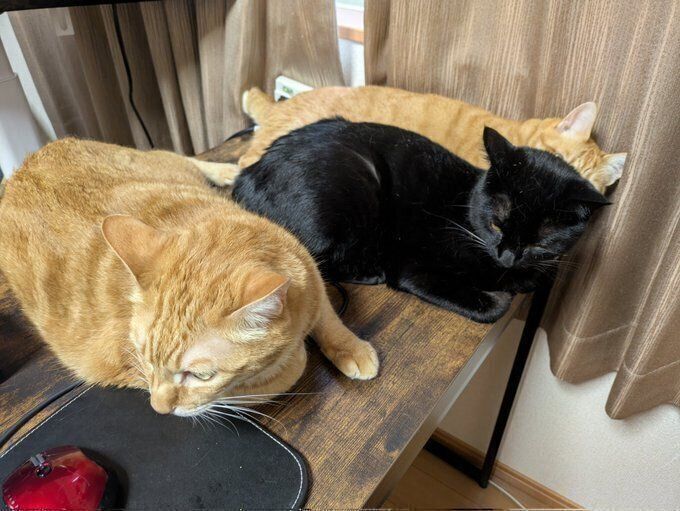 《写真奥から》兄猫・ぐらくん（取材時7才）、おはぎくん、兄猫・ぐりくん（取材時7才）