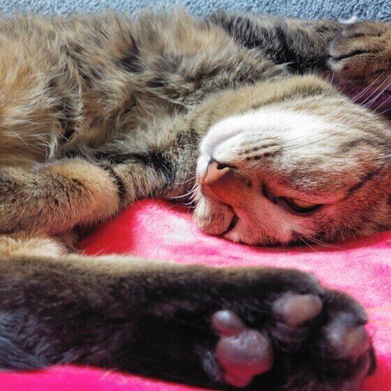 だらけるキジトラ