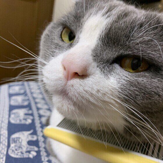 ブラッシングされるブリティッシュショートヘア