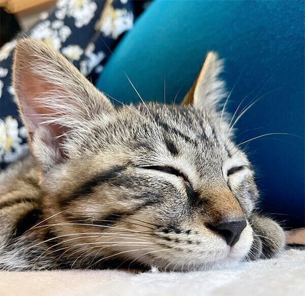 眠るミュウくん