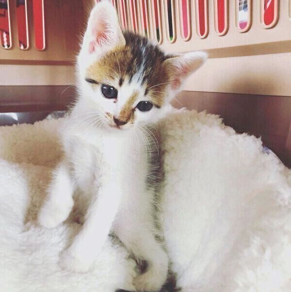 お家にやってきた当初のちくわくん