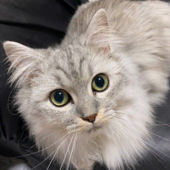 毛がふわふわのアメリカンカール