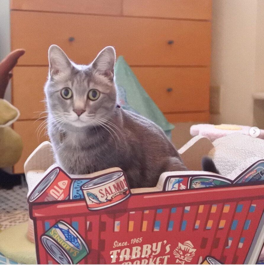 カート型爪とぎに入る猫