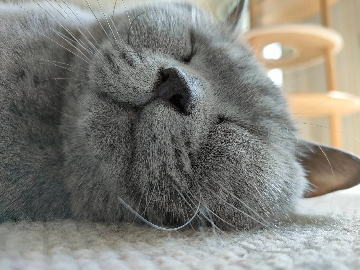 寝ているブリティッシュショートヘアの顔