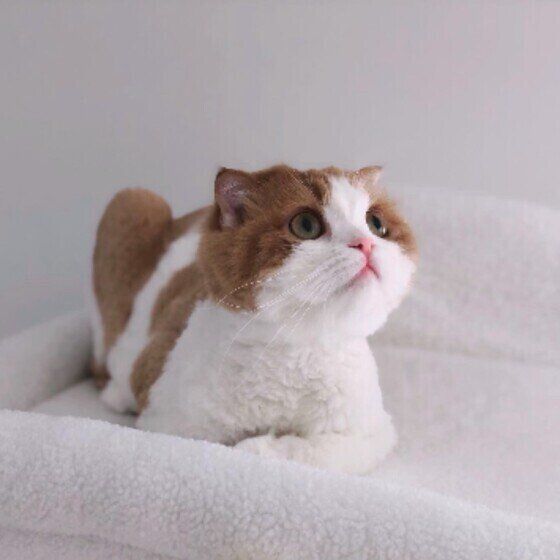 スコティッシュフォールドのさくらちゃん♪