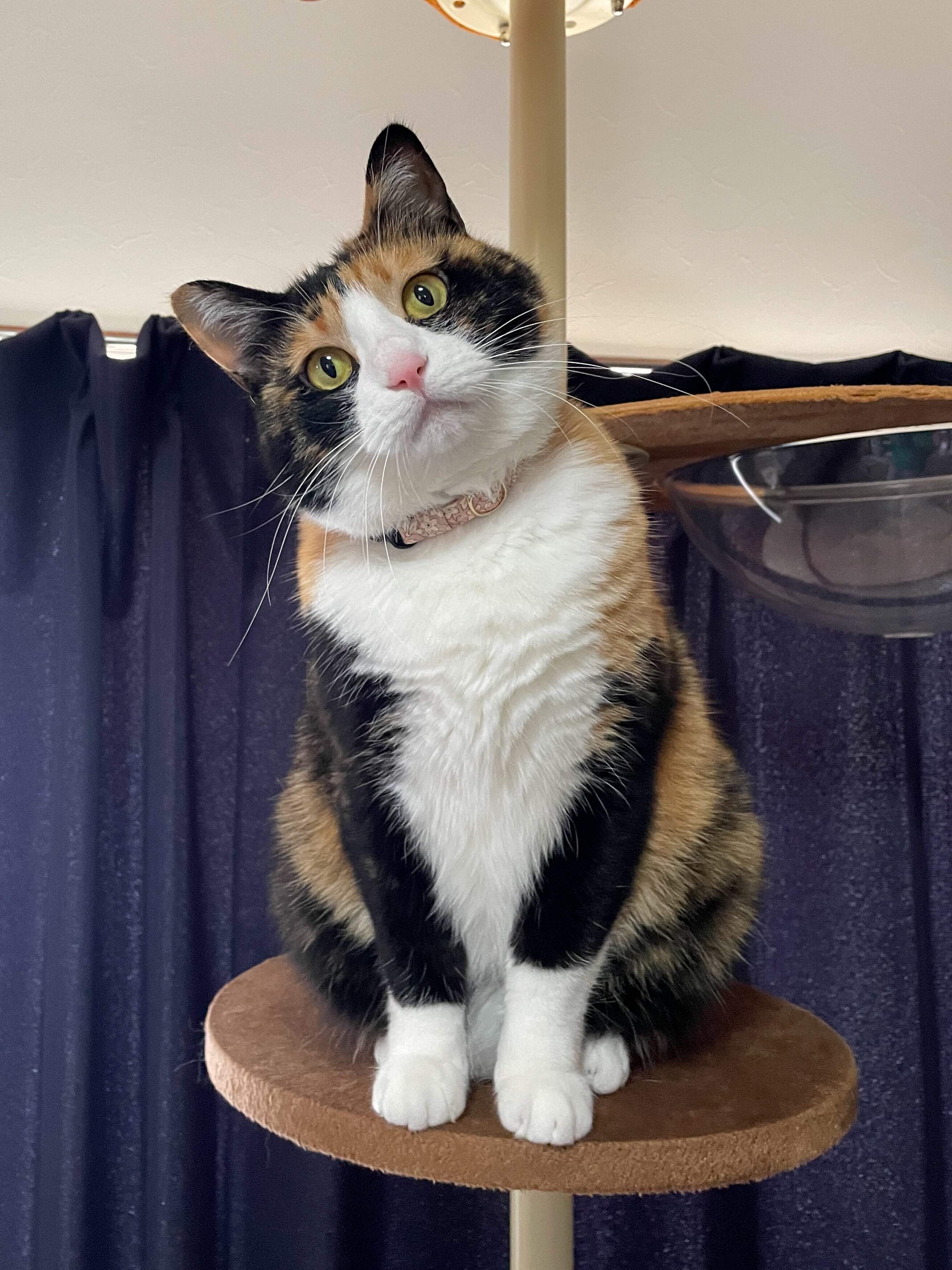 キャットタワーの上に座る猫