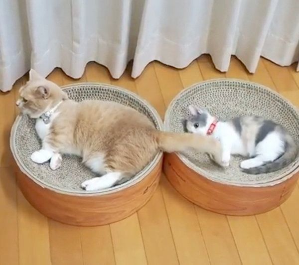 遊んでいるマンチカン姉妹