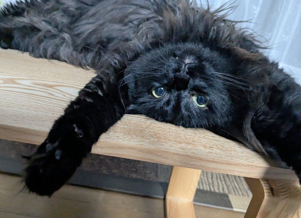 ヘソ天するあんころくん