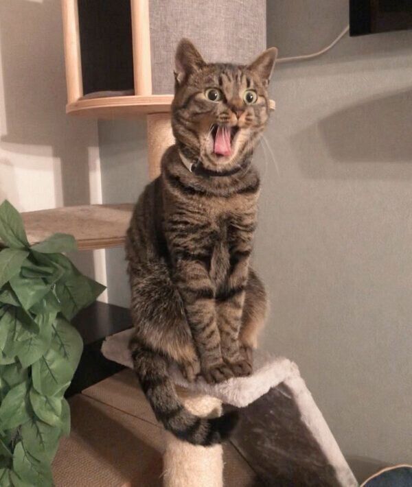 口を開けるアテチちゃん