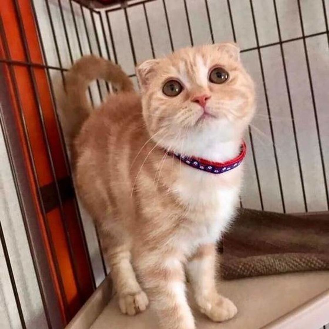 子猫に首輪をつけるワケ 手作り首輪にはセーフティーを装備 ねこのきもちweb Magazine 子猫に首輪をつけるワケ 手作り首輪にはセーフティーを装備 ねこのきもちweb Magazine