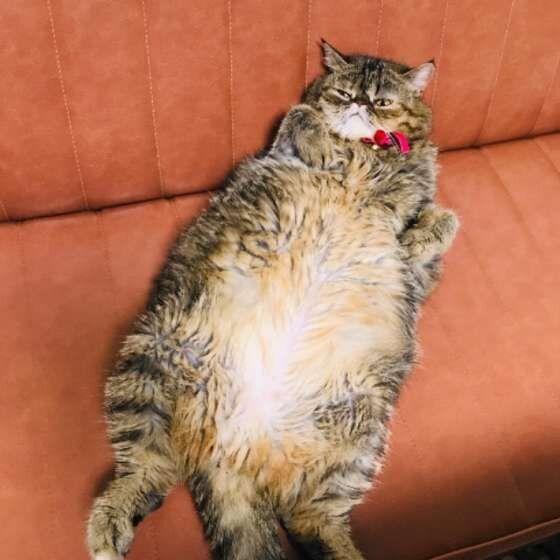 へそ天中のまめちゃん