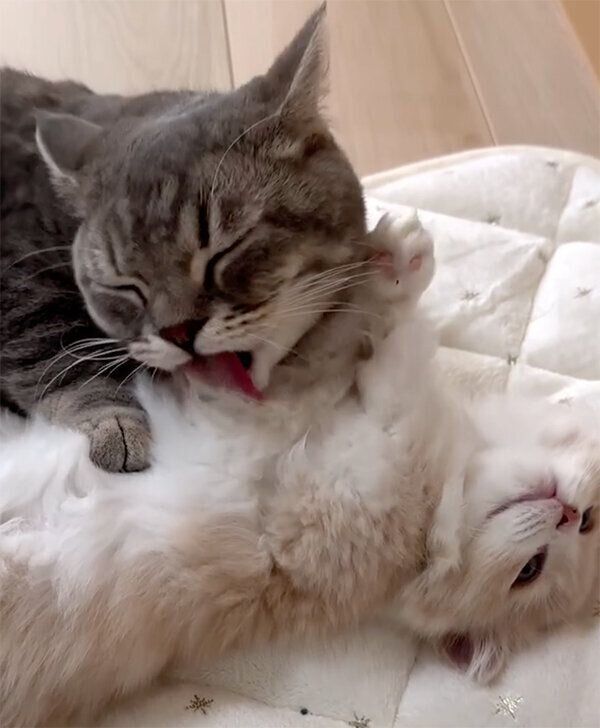 ふうちゃんの毛づくろいをするシンジくん