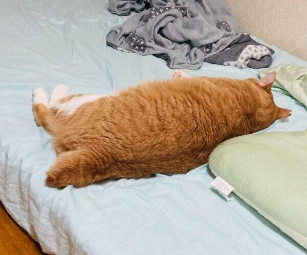眠る姿がアザラシみたい？