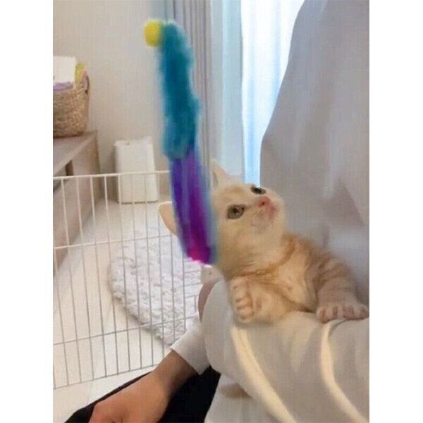 猫じゃらしに夢中な、生後2カ月のきなこくん