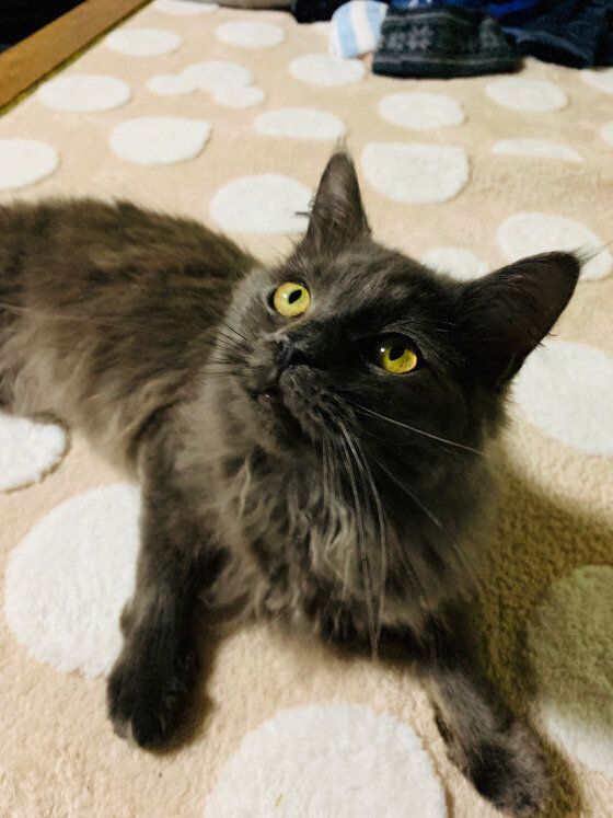 ラパーマのアルくん