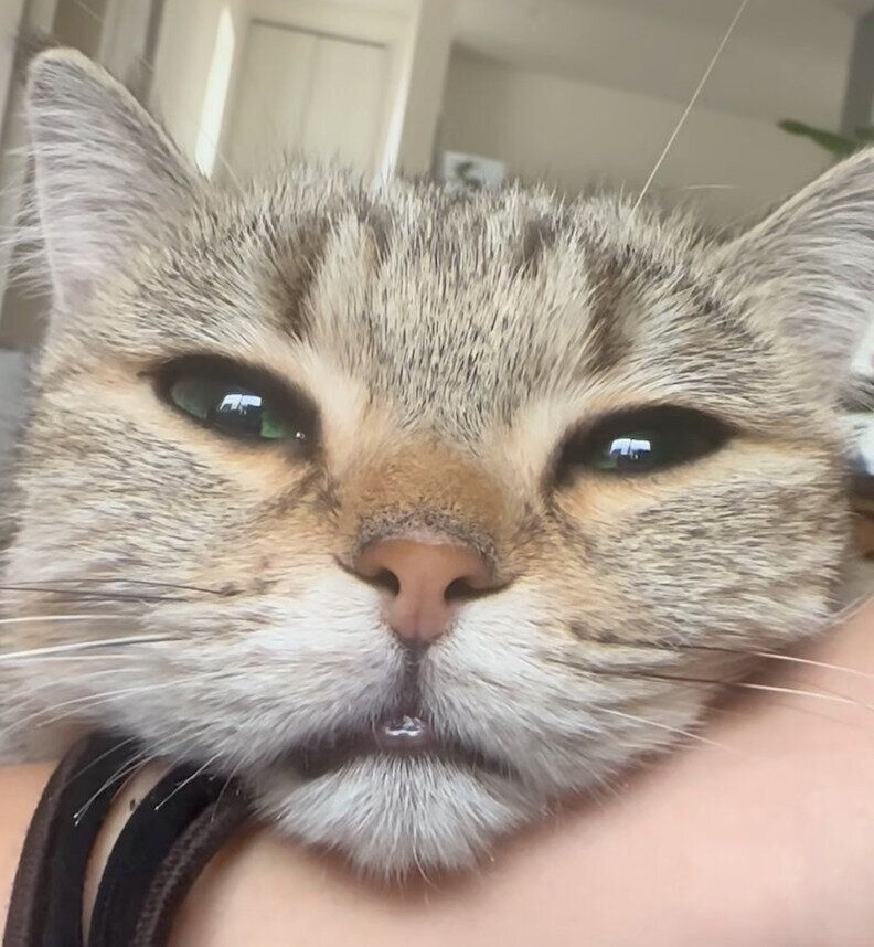 飼い主さんにべったりくっつくふうちゃん