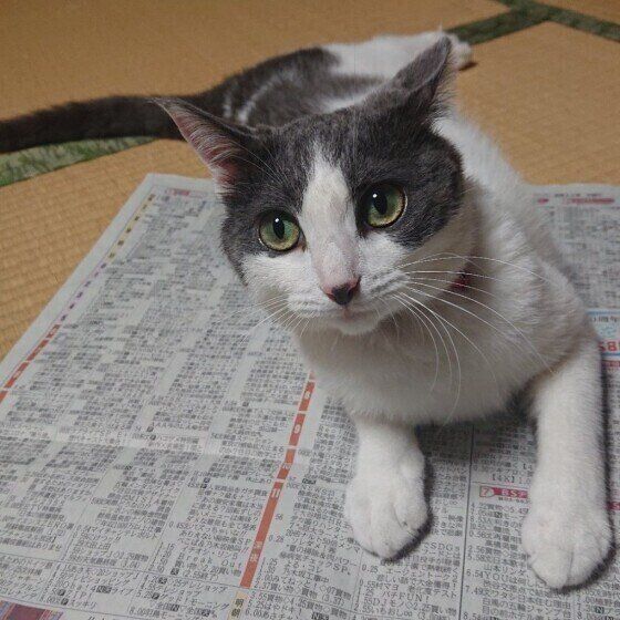 MIXの海依ちゃん