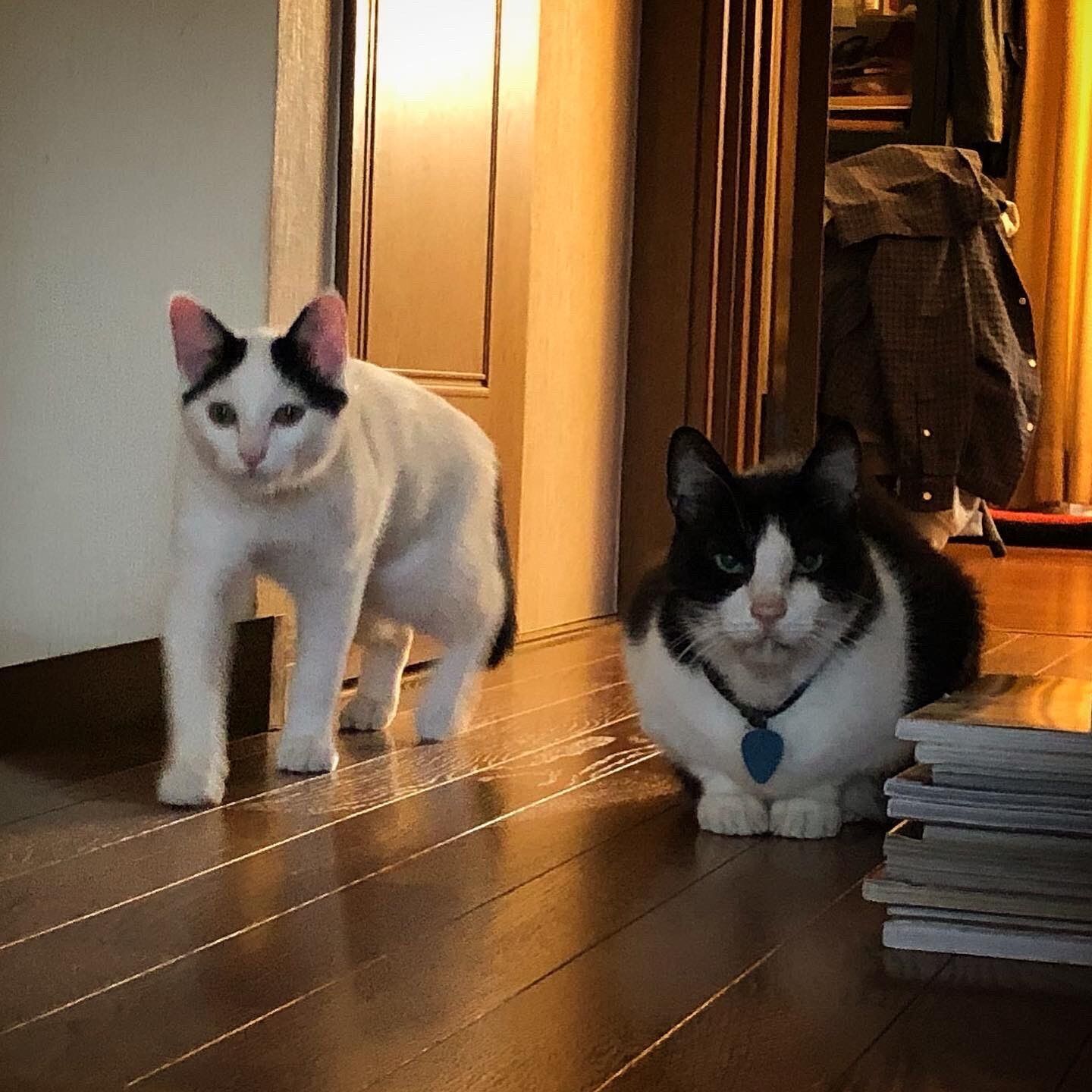 並んでこちらを見る2匹の猫
