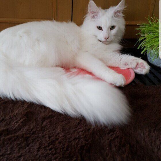 ノルウェージアンフォレストキャット・エルザくんのフサフサしっぽ