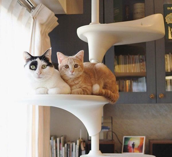 パンきゅんとねくすちゃん