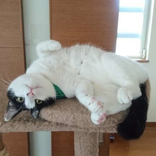 ヘソ天する猫