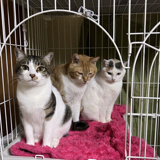 ケージの中に入る3匹の猫