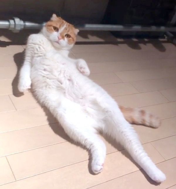 人間のように見えるスコティッシュフォールドのヌコ太郎ちゃん