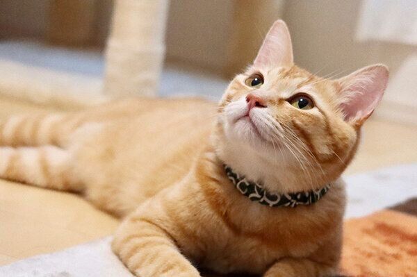 まったりするボブくん