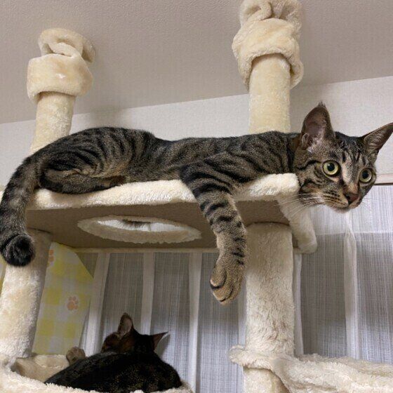 キャットタワーから降りられないキジトラ