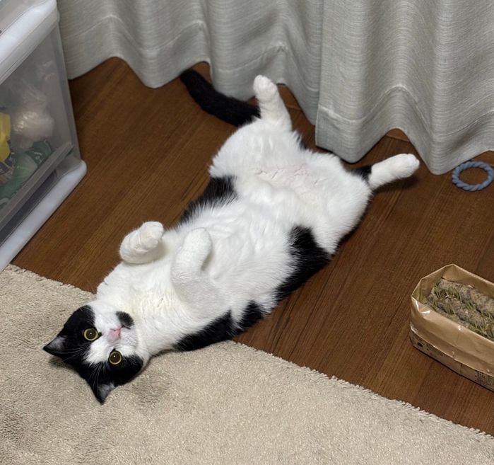 ゴロンとヘソ天して飼い主さんを見つめるびびちゃん