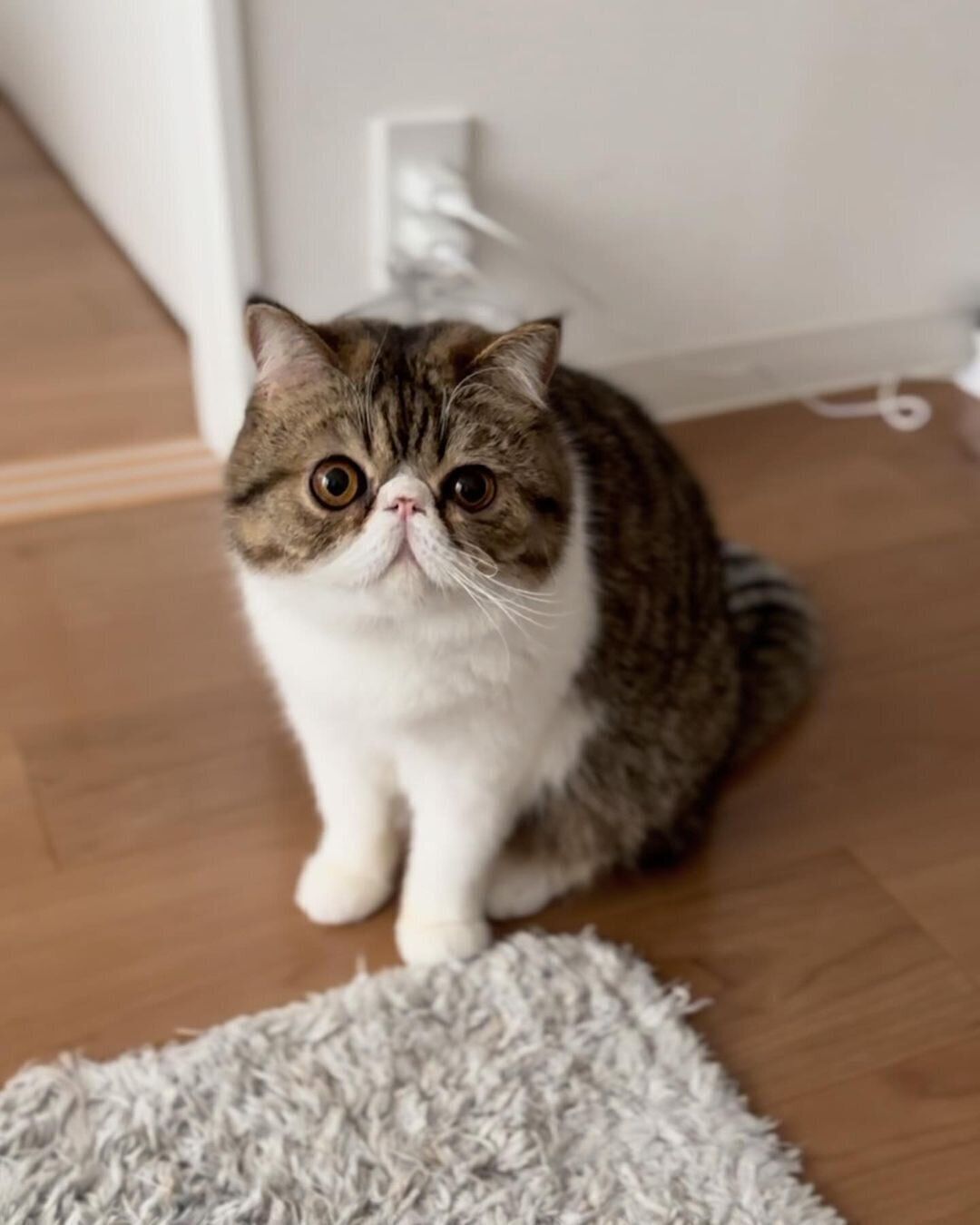 まん丸なお顔とムチムチボディがチャームポイント