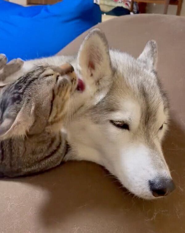 ユキちゃんの耳をなめるサンくん