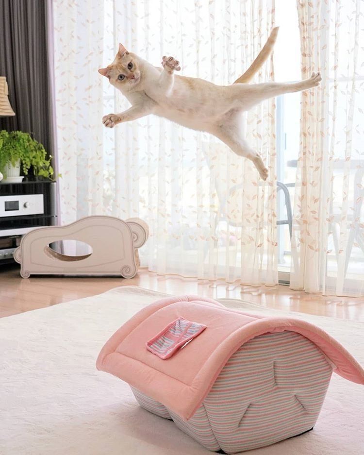 チャコたんハウス跳び越え